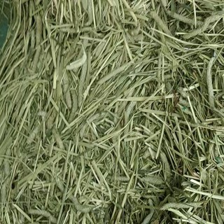 提摩西牧草 兔子天竺鼠龍貓適用 高纖維助消化 1公斤, 1kg, 1個