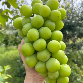 [새벽경매직송] 15브릭스이상 샤인머스켓 선물세트, 1박스, 샤인머스켓 (4수-5수) 2kg