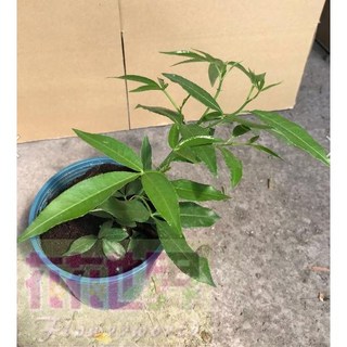 花花世界 花椒香草植物 5吋盆栽 (高30-40cm) 香料植物, 1個