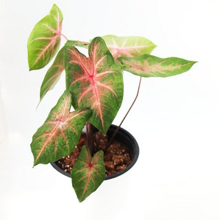 칼라디움 레드플러쉬, 1개