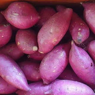 옛날 밤고구마 / 목이 메이는 퍽퍽한 햇 밤고구마 왕 사이즈, 밤고구마 왕 3kg, 1개