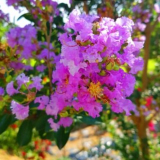 배롱나무 묘목 자금령(보라색꽃) 4치장포트 개화주 백일홍 묘목 / 제이에스그린, 1개