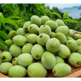 광일농원 개복숭아 돌복숭아 묘목 1년생 5주 묶음 실생복숭아