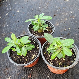 [어썸플라워] 석화 소품 2개 묶음