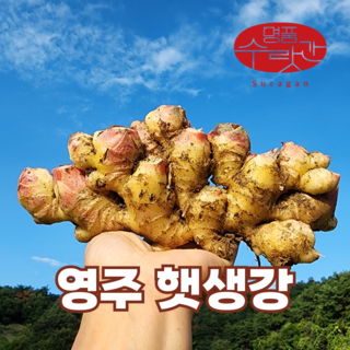 명품수랏간 영주 봉화 서산 햇생강 흙생강 특품, 1개, 4kg