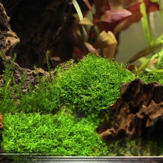 AC草影 珊瑚默思盒裝水草 1盒, 1個