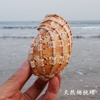 天然赤旋螺 貝殼大海螺殼 魚缸裝飾品 水族箱造景擺件, 精品楊桃螺6-8厘米1個, 1個