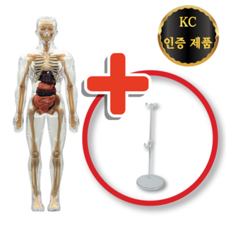 인체 모형 만들기 세트 교육 교구, 1개