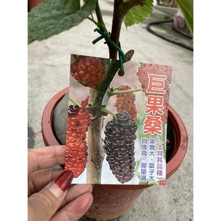霏霏園藝巨大桑葚特價 果實飽滿多汁 適合陽台庭院種植 體驗採摘樂趣 健康美味 現在購買享優惠