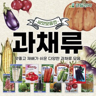 과채류 옥수수 토마토 호박 가지 당근 다양한 과채씨앗 모음, 그린백찰옥수수