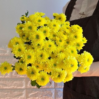 [하리꽃집] 소국 꽃 생화 꽃다발 싼곳 생화택배 양재꽃시장, 노랑1+1랜덤, 1개