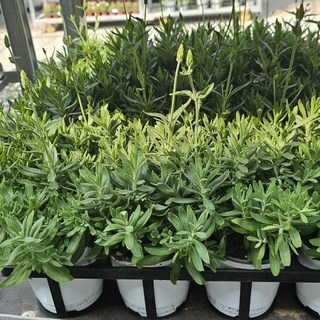 (3개묶음)(1+1+1) 잉글리쉬 라벤더 라벤다 보라빛 향기 099, 1개