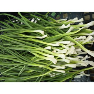 [조이푸드] 국내산 깐쪽파 당일손질 후 하절기 아이스박스발송, 1박스, 1kg