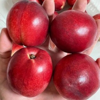 광일농원 신비복숭아 접목1년생 2그루, 2개