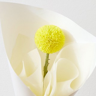 퐁퐁국화 한송이 꽃한송이 생화 포장 행사 꽃다발, 1세트, 퐁퐁국화 A.한겹포장