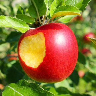 [2만원 할인적용] 국내산 부사 사과 초특가, 1박스, 10kg 안심포장패키지