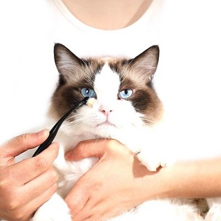 카라몰리 1+1 강아지 눈물자국 제거 지우개 브러쉬, 1세트, 블랙