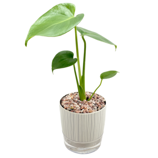 小品文化 龜背竹盆栽, 條紋盆子, 1個