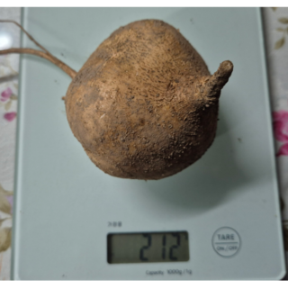 경남 남해 국산 히카마 멕시코감자, 1박스, 한입히카마 7kg