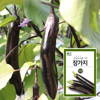 마이플랜트 대흑장 가지 씨앗 100립 채소 과일 베란다 텃밭 가꾸기, 가지 100립, 1개