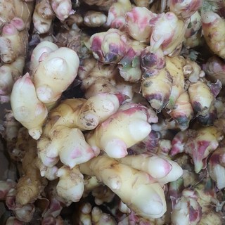 국내산 2025년 햇생강(특품)10kg 자연대로팜웨이, 햇생강(특) 10kg