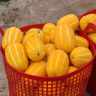 [팜투게터] 꿀참외 최상품 로얄과 농장직송 정품 당일수확 5KG 소과 중과 대과, 1박스, 5kg대과 9~15과