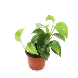 갑조네 스킨답서스 실내 인테리어 소품 공기정화식물 스킨 다비스, 20개, 단일