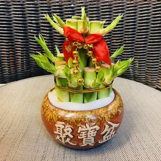 王冠園藝 雙層開運竹聚寶盆萬年青組合盆栽，水耕植物, 1個