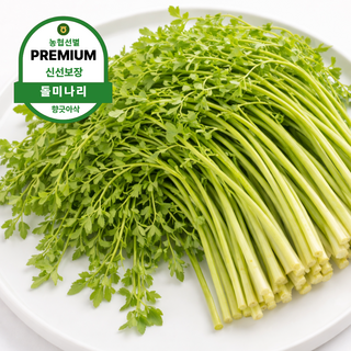 [고객만족1위] 산지직송 국내산 돌미나리 당일수확 총알발송, 1박스, 1kg