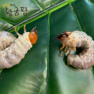 왕사슴벌레 애벌레 암수 한쌍 유충병 키우기, 1세트, 암수 한 쌍