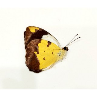 非洲產未展翅蝴蝶標本A1級乾貨：昆蟲收藏、自然教育、居家裝飾首選