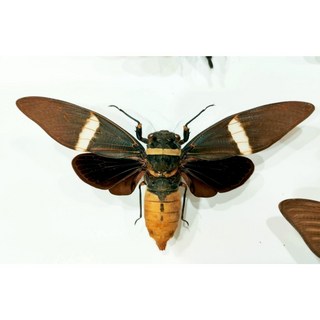 蟲新發現 - 蝴蝶標本A1 未處理乾貨 昆蟲標本收藏 自然科學教育素材, 1個, Tosena albata