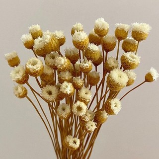 現貨 50支 巴西快樂花乾燥花束 不凋花永生花 拍照道具 室內擺飾 乾燥花材 餐桌裝飾 進口乾燥花 居家佈置, 原色/50支