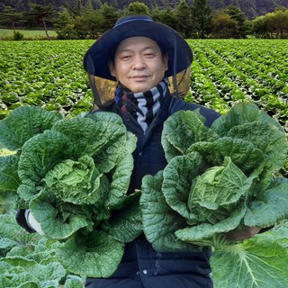[청솔농장] 해남절임배추 절인배추 20kg, 1박스