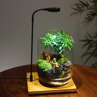 테라리움 만들기 키트 비단이끼 나무이끼 비바리움, 소엽 자단  + 타이머 조명 화분 포함