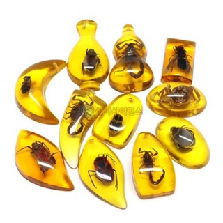 교육 호박 화석 곤충모형 초등 관찰 과학키트 5P 랜덤 모둠수업 교과연계 만들기