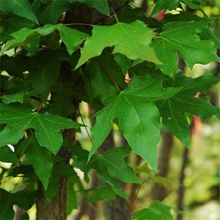 고로쇠나무 약용수 특용수 묘목 실생 1년뿌리묘 스무개묶음 HK594