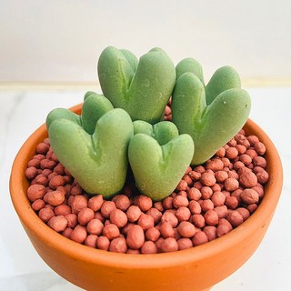 다육식물 선인장 산아래 다육이 빌로붐 코노피튬 다육이 화분 식물 꽃 생명력 카페꾸미기 장식 공기정화 전자파차단 희귀식물 선물, 1개, 럭셔리