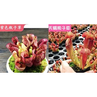 苔鑽 食蟲植物 紫瓶子草 天鵝瓶子草 大小約5 10cm 裸根寄送/療癒/觀葉植物/辦公室小物/家庭植栽/室內外皆可, 1個, 天鵝瓶子草（裸根寄送）,1株（大小約5-10公分）