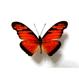 蟲新發現 - 蝴蝶標本A- Dione juno, 1個