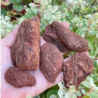 園藝松樹皮塊 盆栽造景裝飾 空氣鳳梨介質 多肉植物DIY材料, 1個, 小 4公分左右（2塊入）