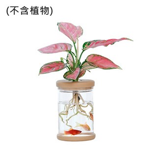 水培花盆懶人盆栽多肉植物花盆，養魚養植物園藝懶人必備，台灣現貨供應, 1個, 【大直筒】水培花盆