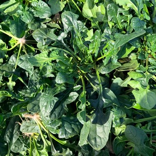 맛통령 남해 시금치 섬초, 1개, 1kg