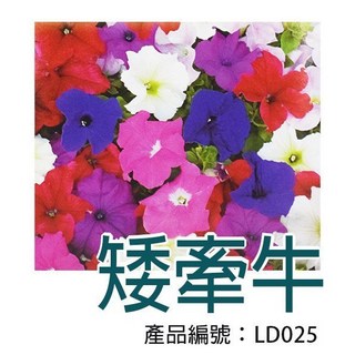 【醬米資材】DIY種子栽種 矮牽牛 居家園藝盆栽 輕鬆體驗種植樂趣, 1個, Multi-color