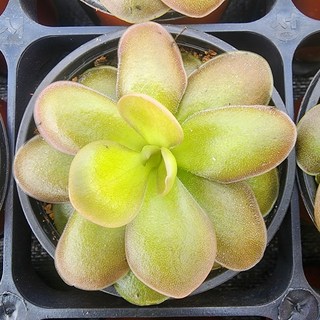 에덴플랜트 핑귀쿨라 모라넨시스 벌레잡이 제비꽃 해충 파리 모기퇴치 끈끈이식물 식충식물, 1개