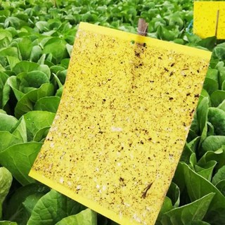 초파리 트랩 집안날파리 에어졸 살충제, 10개