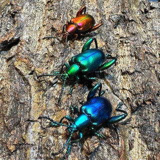 三色粗腿金花蟲 一組3隻 蝴蝶標本 蝴蝶乾貨 乾貨標本 標本 昆蟲 甲蟲 金龜子 金花蟲 超有價值藝術品