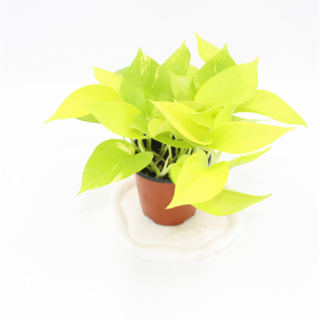 형광스킨 스킨답서스 반려식물 실내공기정화식물, 1개