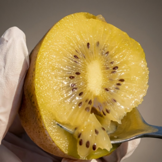 [하루33박스한정] 완판폭주 국내산100% 제주특대 골드키위, 1개, 2KG (특과, 16과내외)