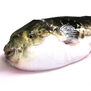 남해안 손질 복어 참복 500g 3-6미내외 복국 탕거리 복어자격증소유, 1개